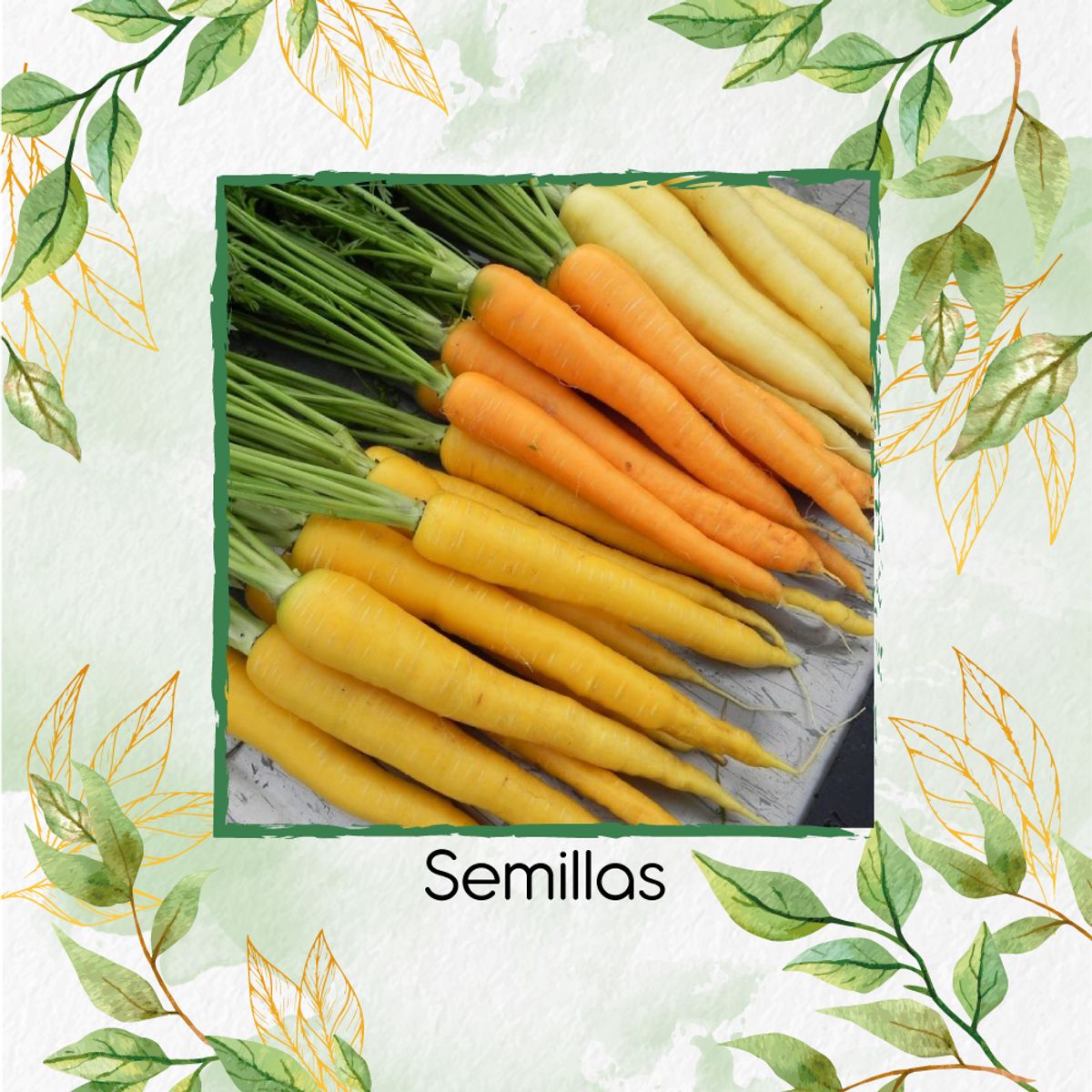 GENERICO - 100 Semillas Orgánicas De Zanahoria Colores