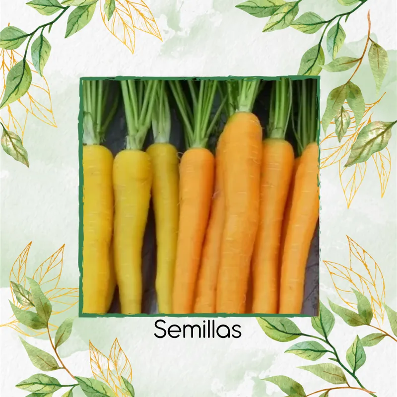 GENERICO - 1.000 Semillas Orgánicas De Zanahoria Colores
