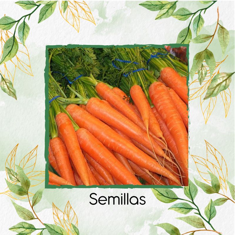GENERICO - 100 Semillas Orgánicas De Zanahoria Danvers
