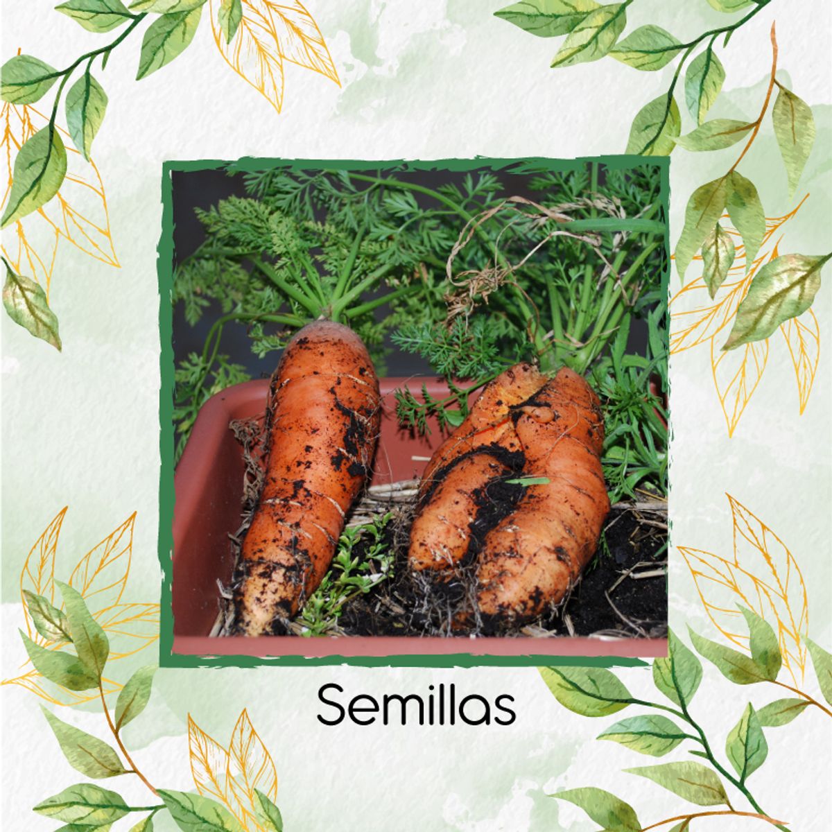 GENERICO - 4.000 Semillas Orgánicas De Zanahoria Danvers