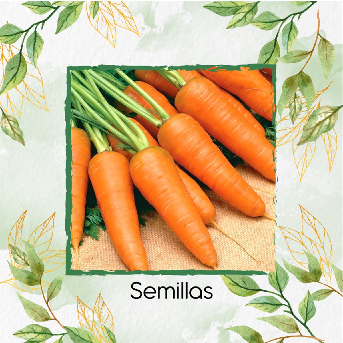 GENERICO - 100 Semillas Orgánicas De Zanahoria Royal Chantenay