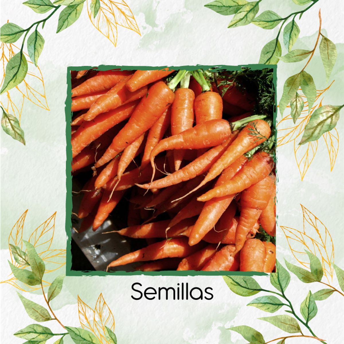 GENERICO - 1.600 Semillas Orgánicas De Zanahoria Nantes Baby