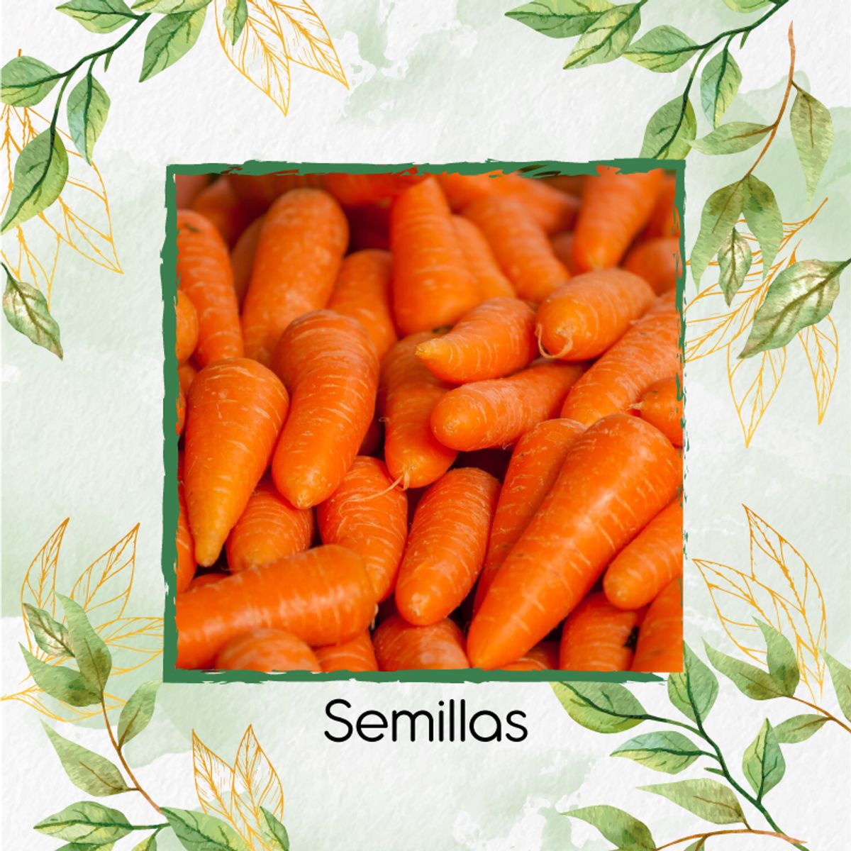 GENERICO - 1.600 Semillas Orgánicas De Zanahoria Nantes Baby