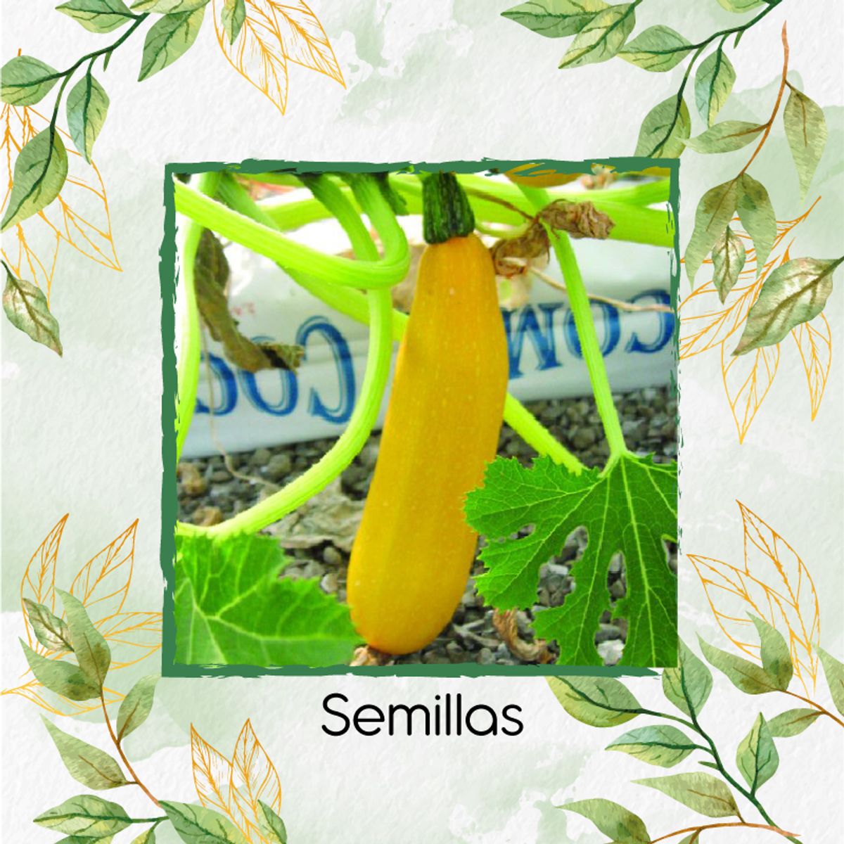 GENERICO - 15 Semillas Orgánicas De Zucchini Amarillo