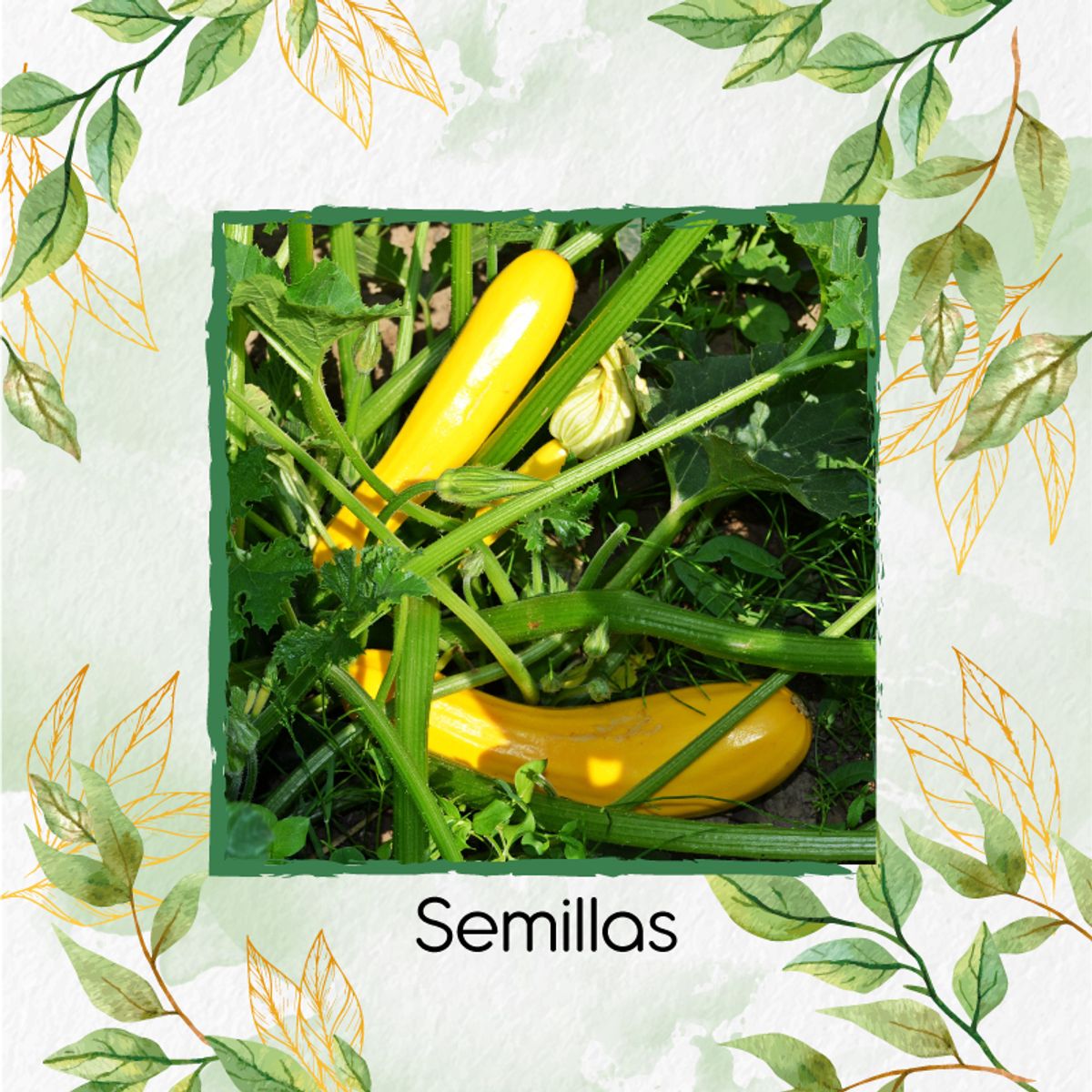 GENERICO - 60 Semillas Orgánicas De Zucchini Amarillo