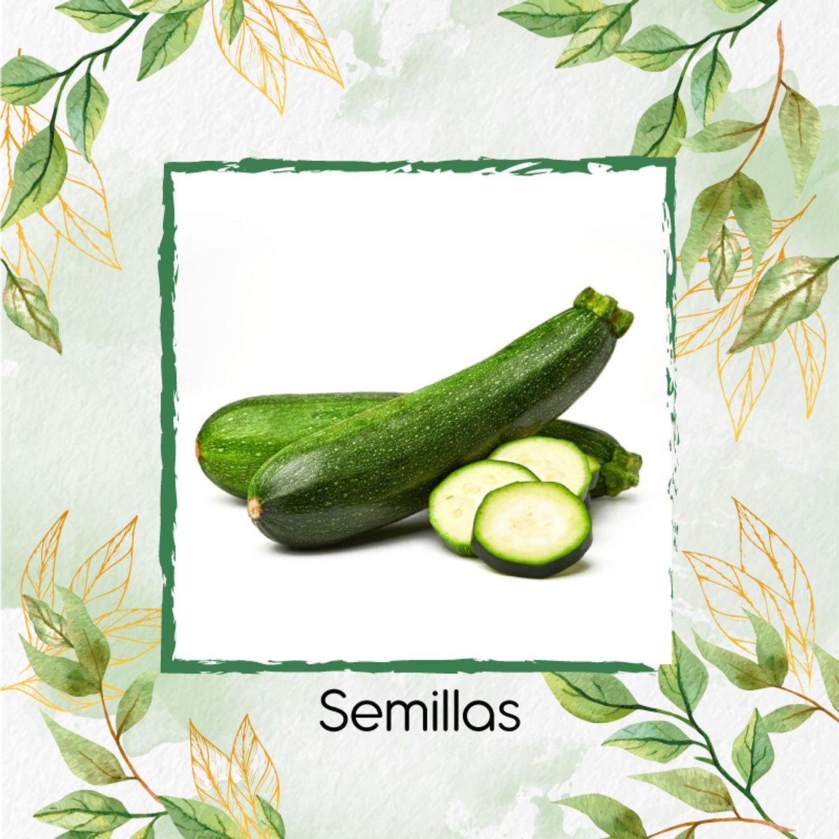 GENERICO - 75 Semillas Orgánicas De Zucchini Enano Verde