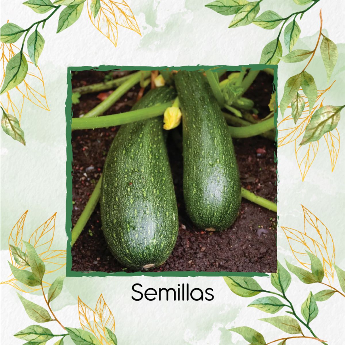 GENERICO - 75 Semillas Orgánicas De Zucchini Enano Verde