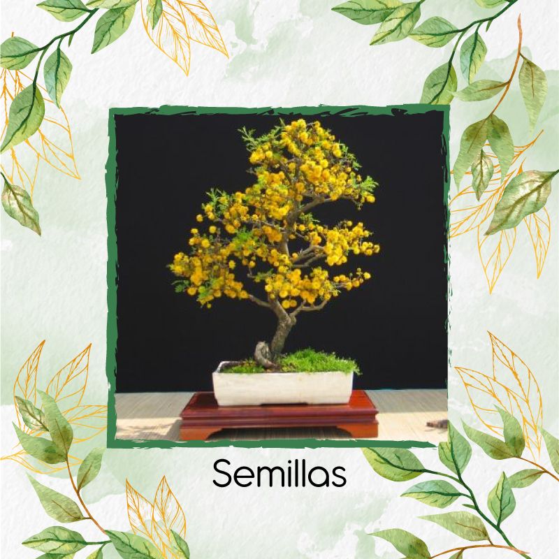 GENERICO - 400 Semillas Orgánicas De Bonsái Acacia Amarilla