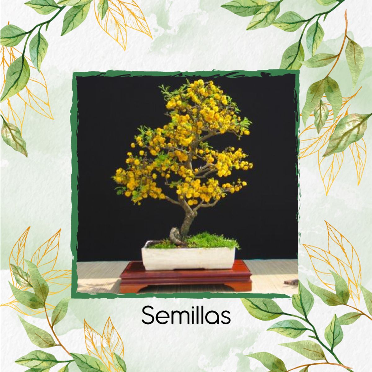 GENERICO - 800 Semillas Orgánicas De Bonsái Acacia Amarilla