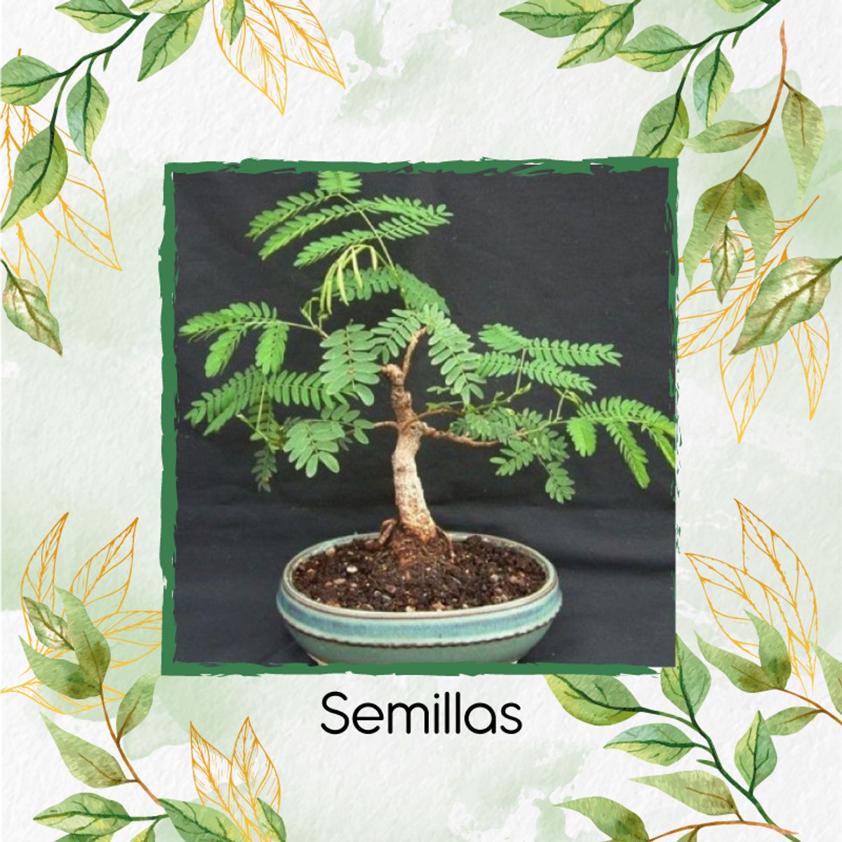 GENERICO - 400 Semillas Orgánicas De Bonsái Acacia Forrajera
