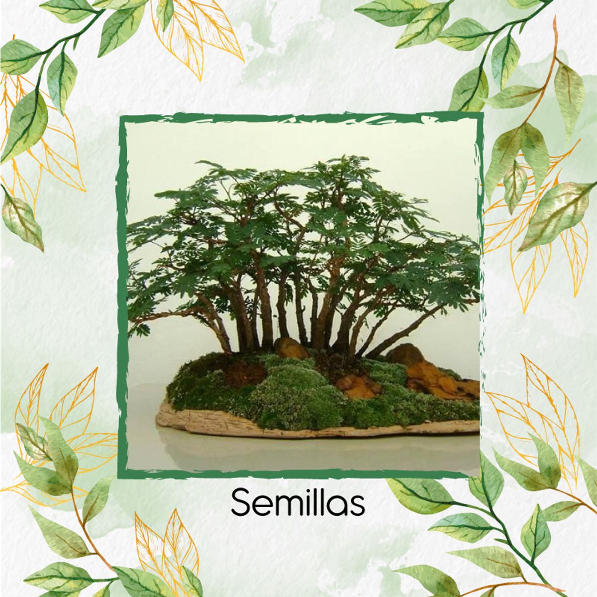 GENERICO - 400 Semillas Orgánicas De Bonsái Acacia Forrajera