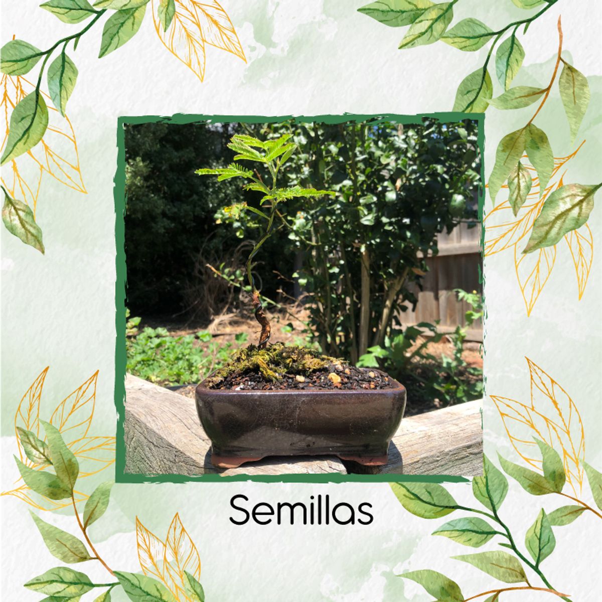 GENERICO - 200 Semillas Orgánicas De Bonsái Acacia Japonesa