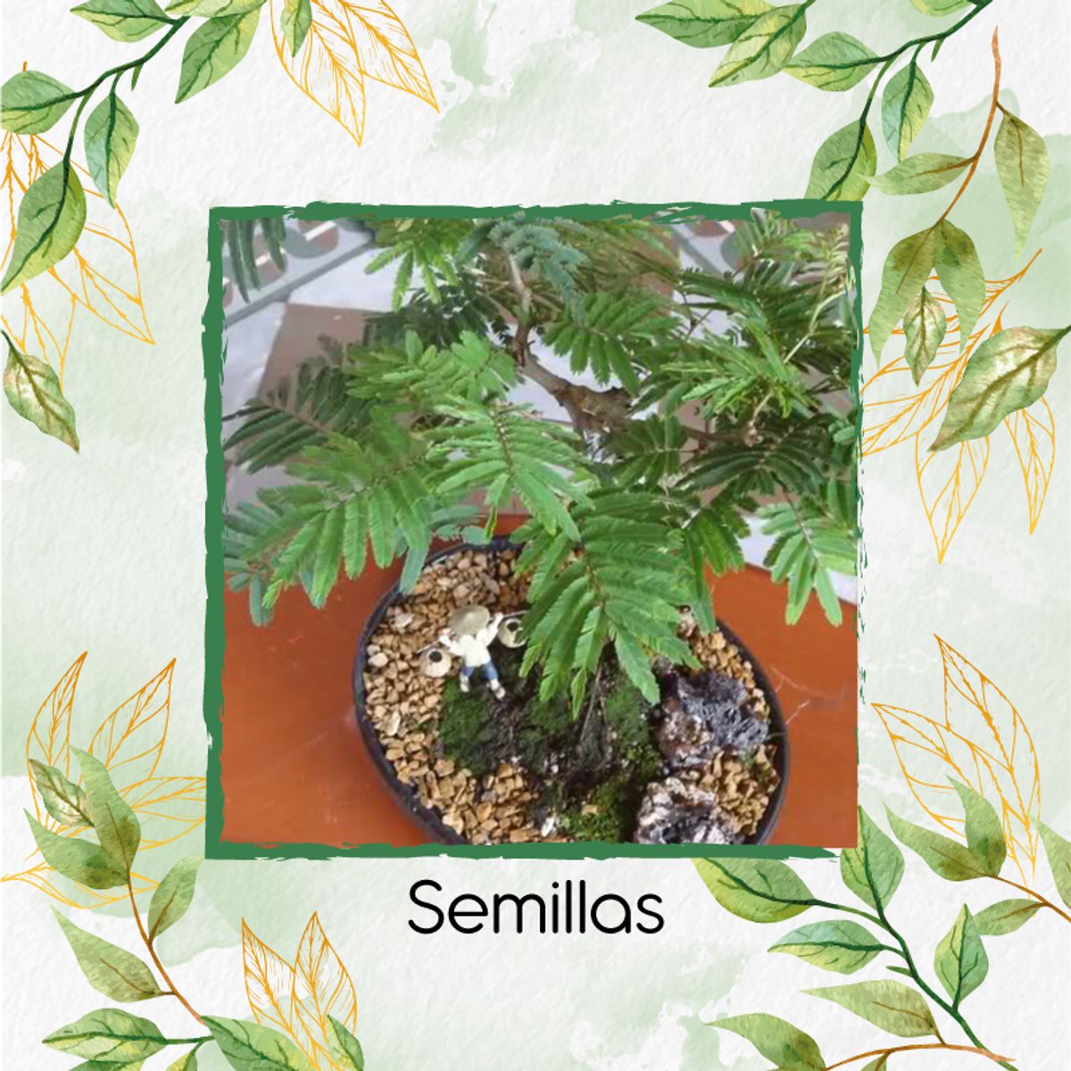 GENERICO - 200 Semillas Orgánicas De Bonsái Acacia Japonesa