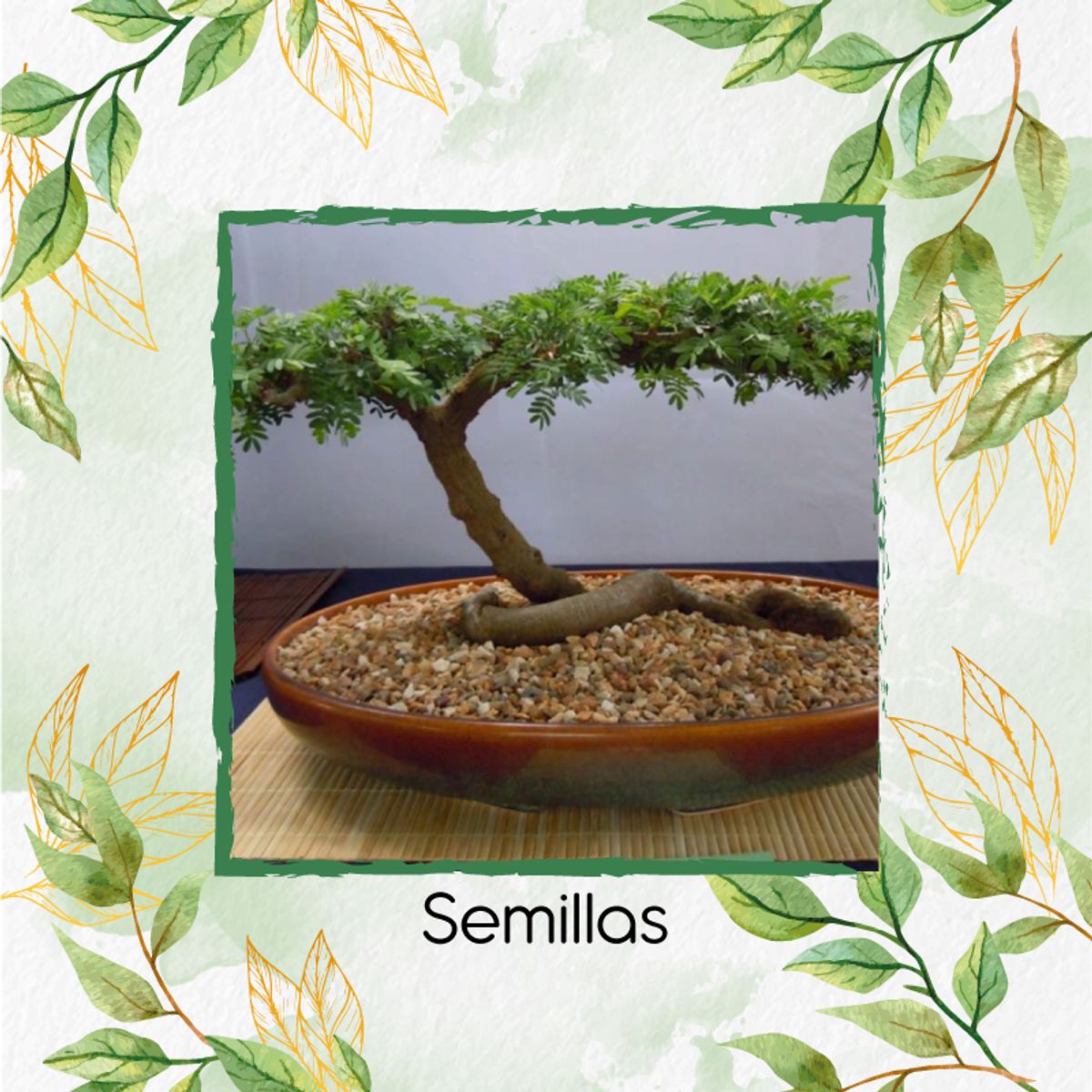 GENERICO - 10 Semillas Orgánicas De Bonsái Acacia Mangium