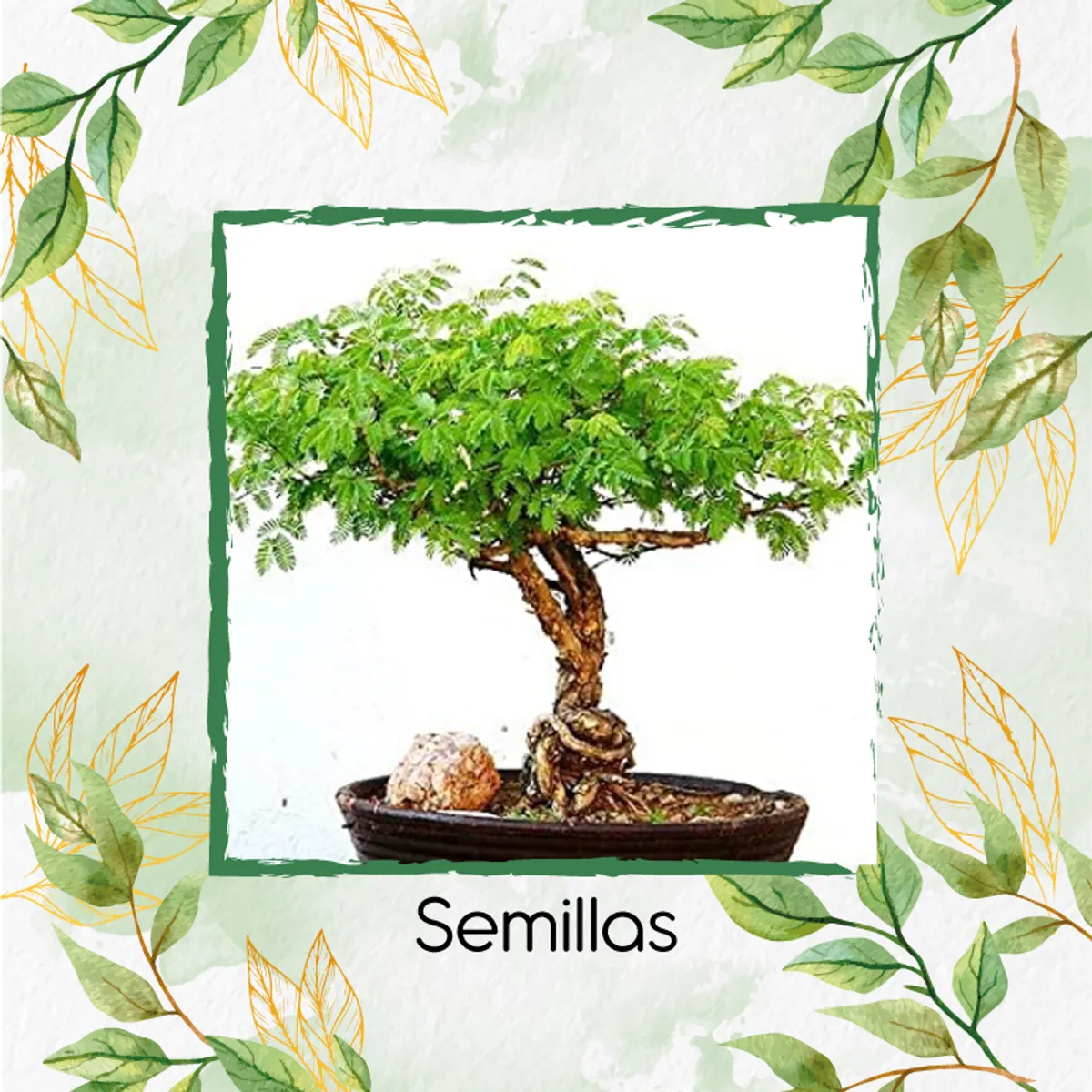 GENERICO - 40 Semillas Orgánicas De Bonsái Acacia Mangium