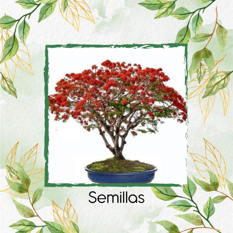 GENERICO - 200 Semillas Orgánicas De Bonsái Acacia Roja