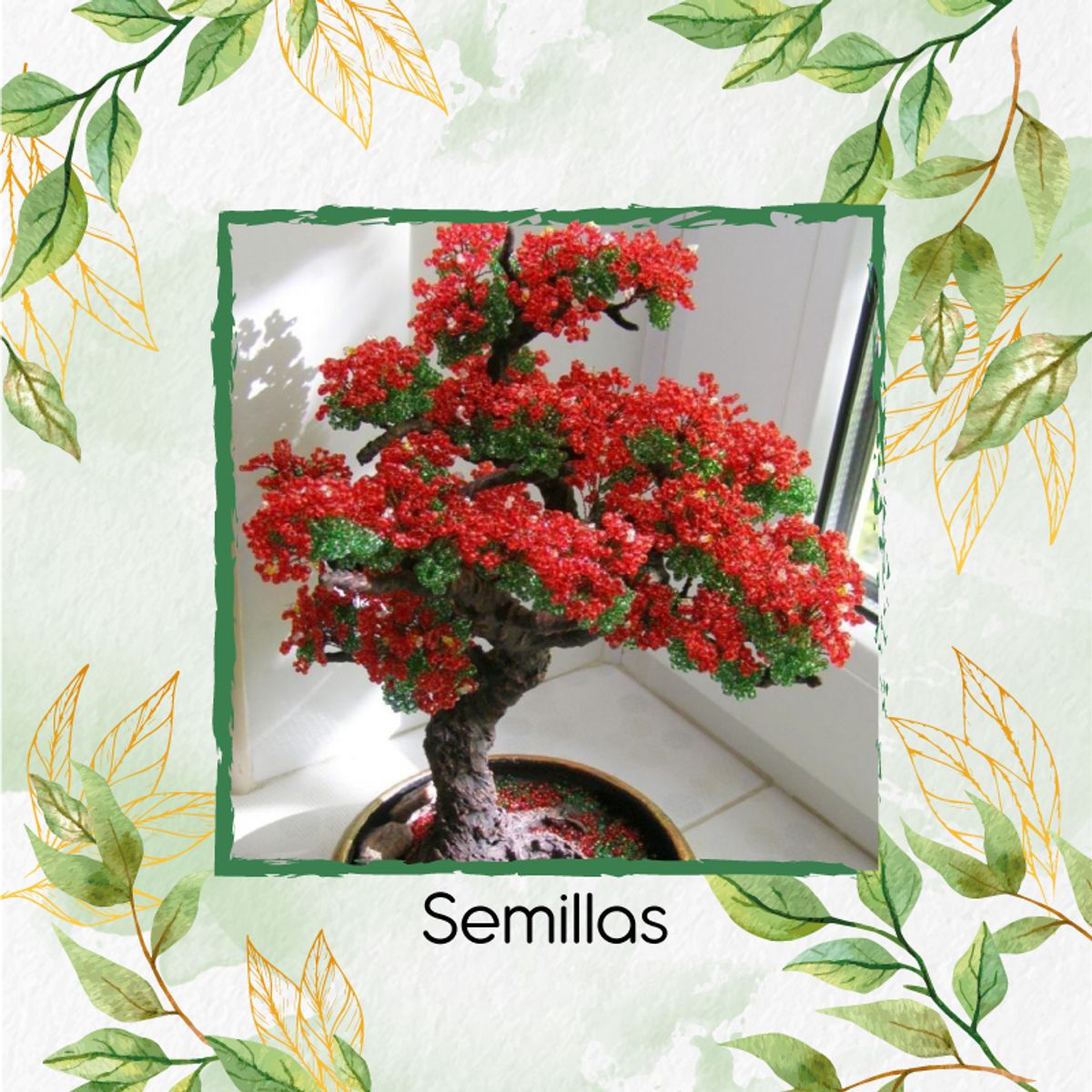 GENERICO - 200 Semillas Orgánicas De Bonsái Acacia Roja