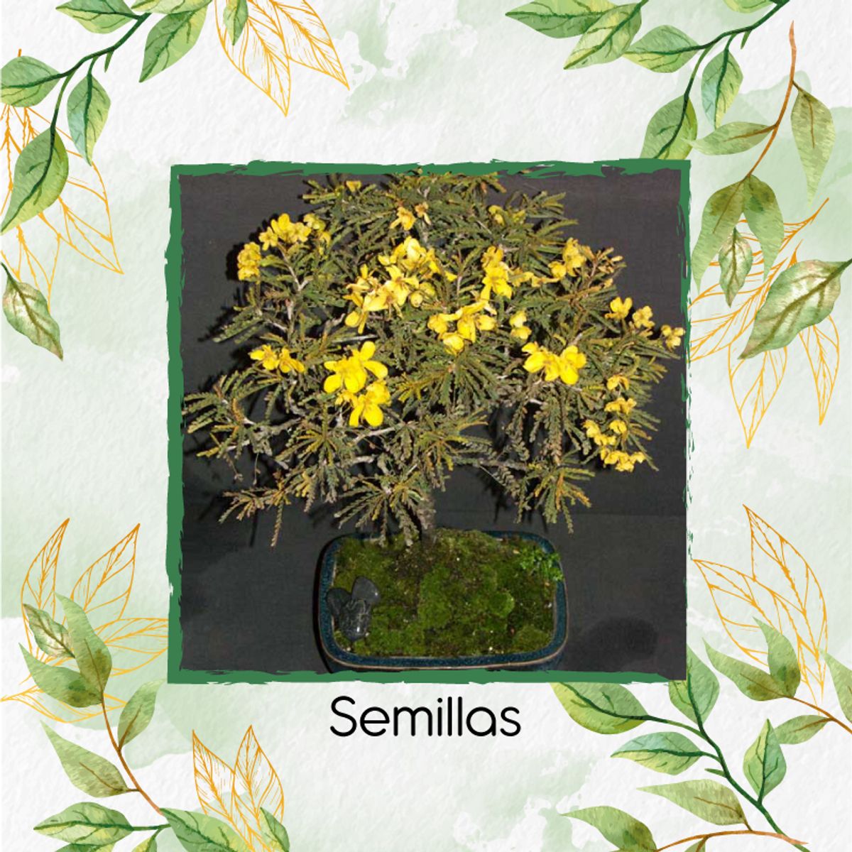 GENERICO - 3.600 Semillas Orgánicas De Bonsái Alcaparro