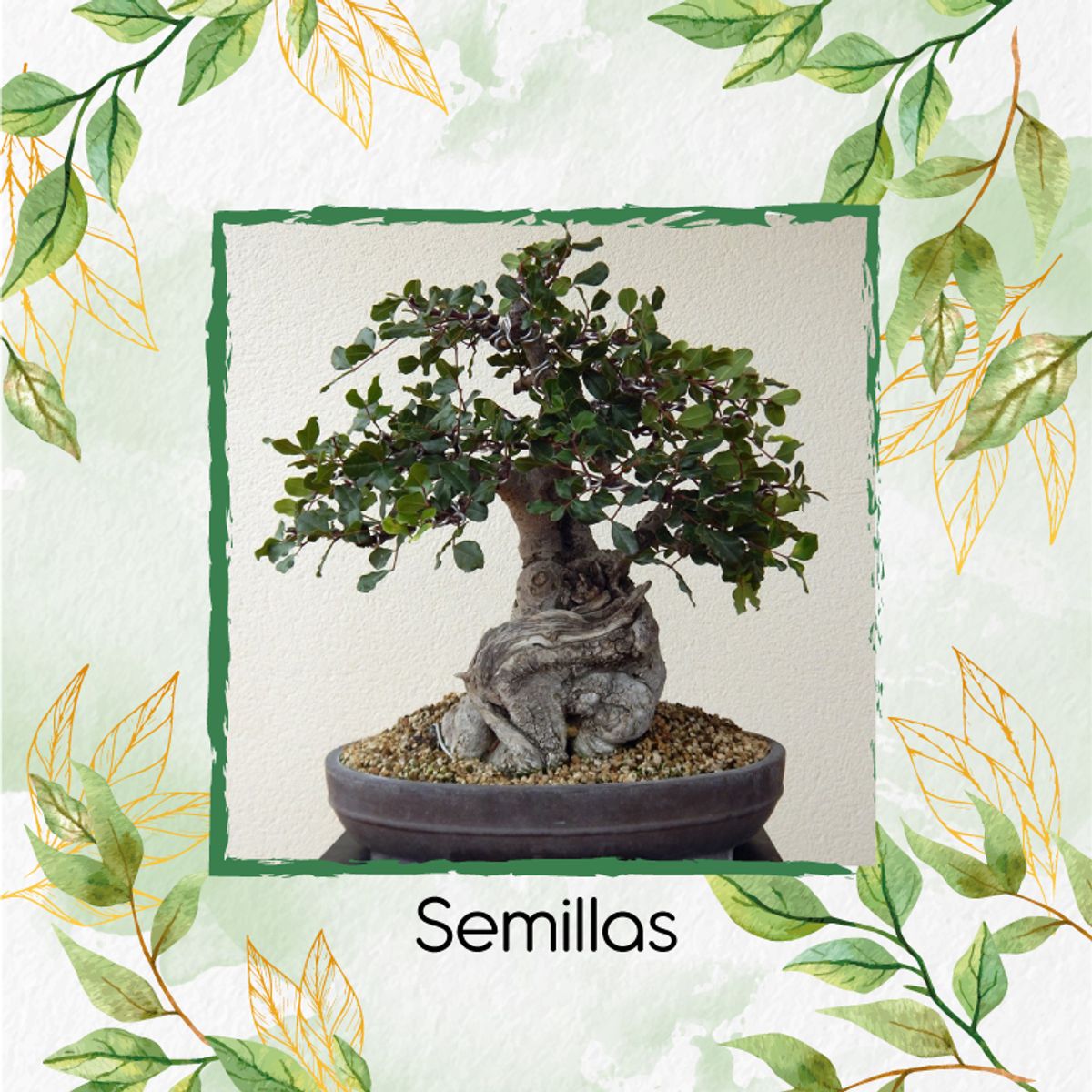 GENERICO - 10 Semillas Orgánicas De Bonsái Algarrobo