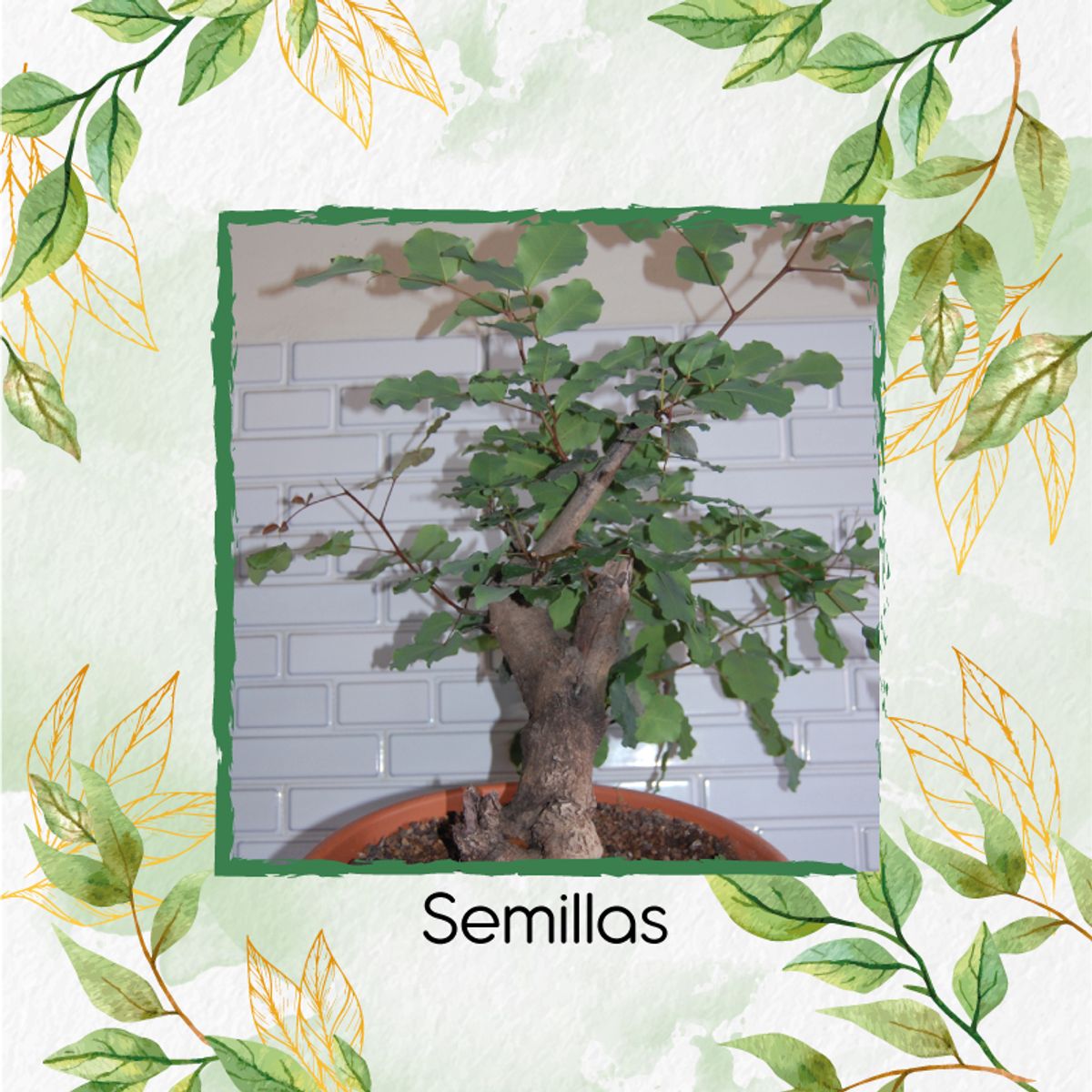GENERICO - 10 Semillas Orgánicas De Bonsái Algarrobo
