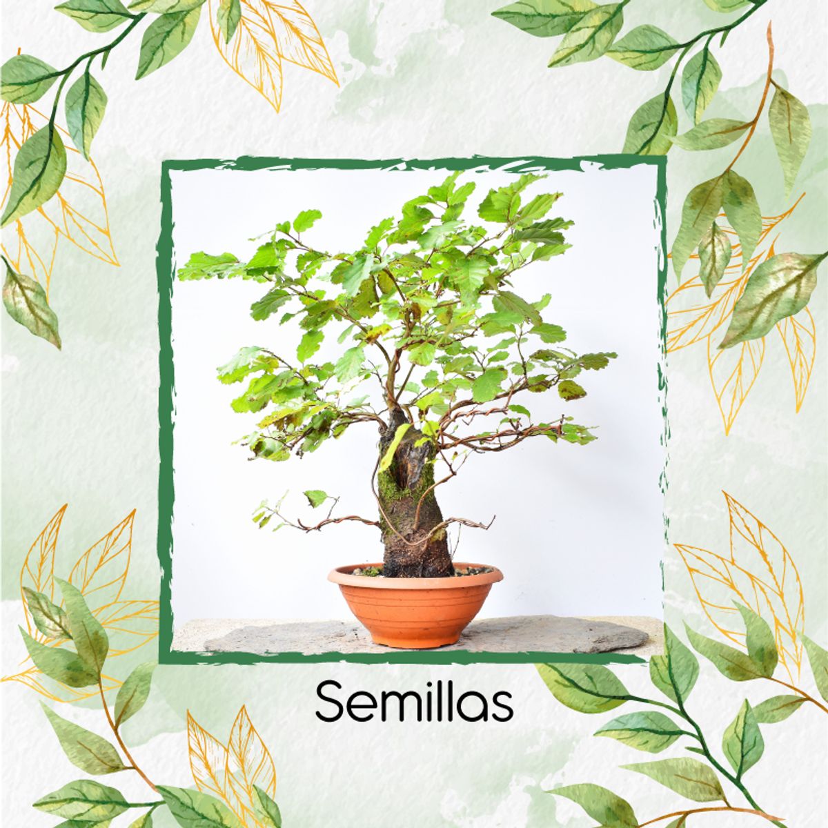 GENERICO - 200 Semillas Orgánicas De Bonsái Aliso