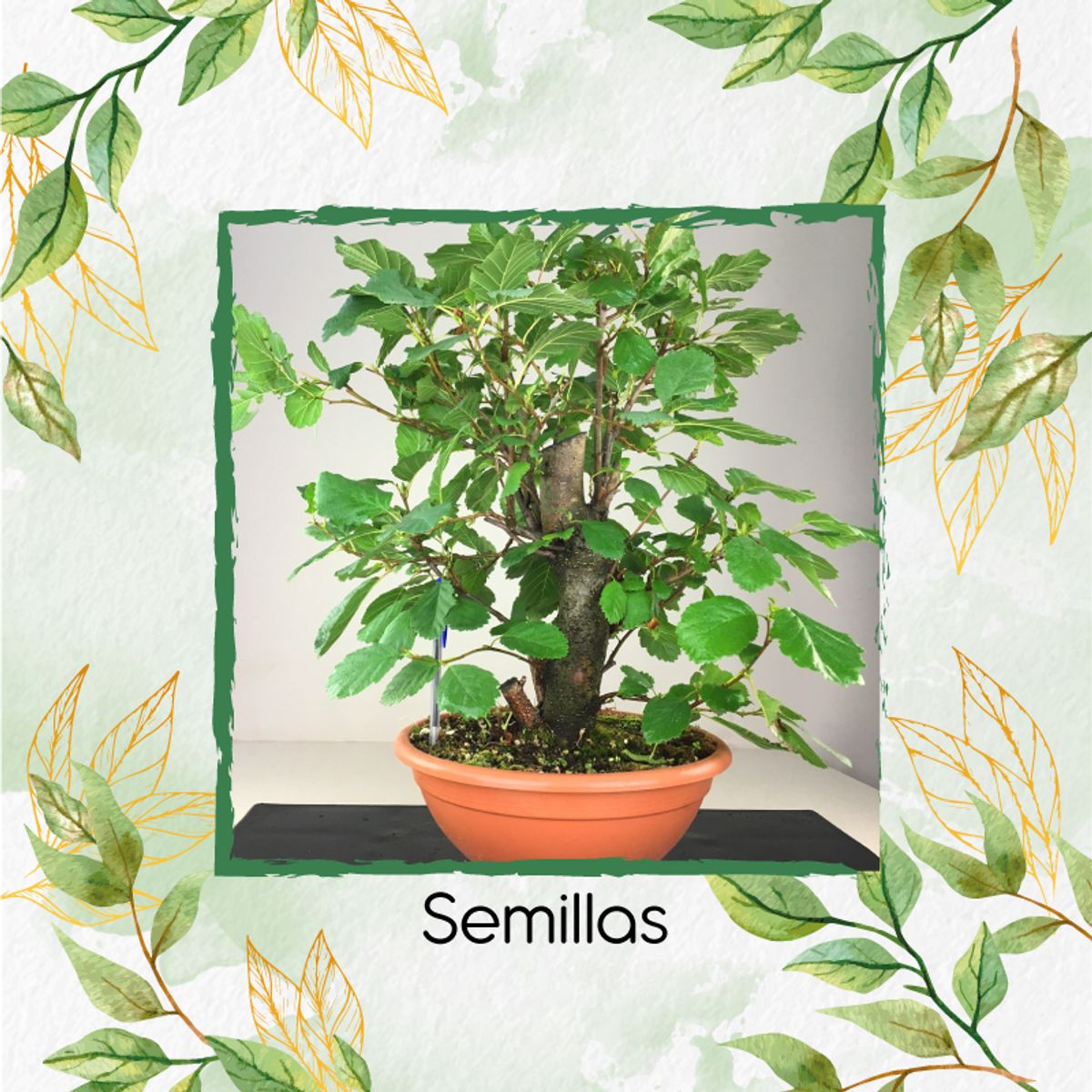 GENERICO - 200 Semillas Orgánicas De Bonsái Aliso