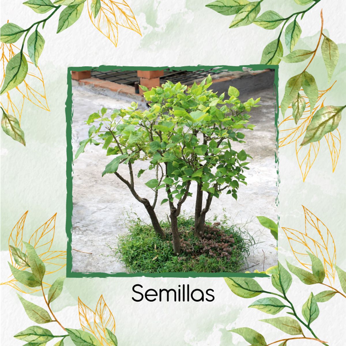 GENERICO - 15 Semillas Orgánicas De Bonsái Cámbulo
