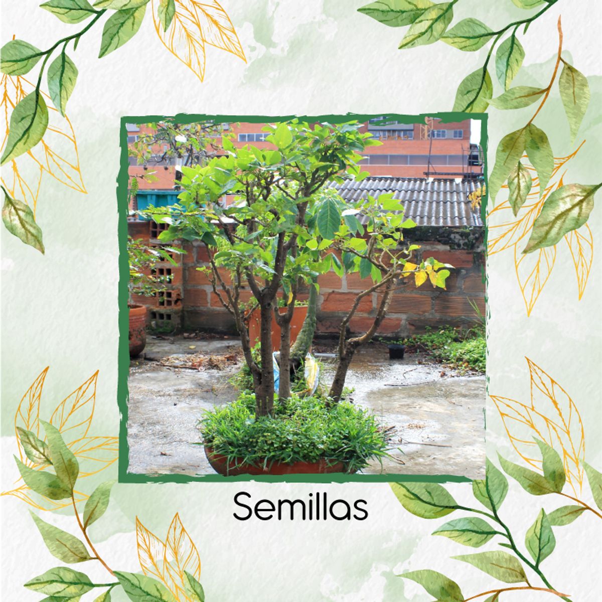 GENERICO - 15 Semillas Orgánicas De Bonsái Cámbulo