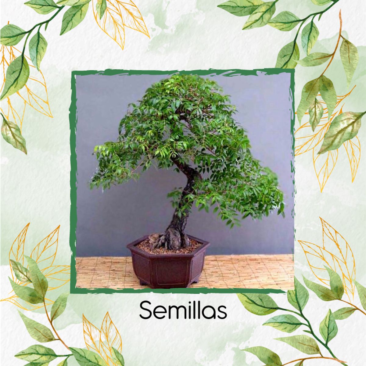 GENERICO - 10 Semillas Orgánicas De Bonsái Caoba