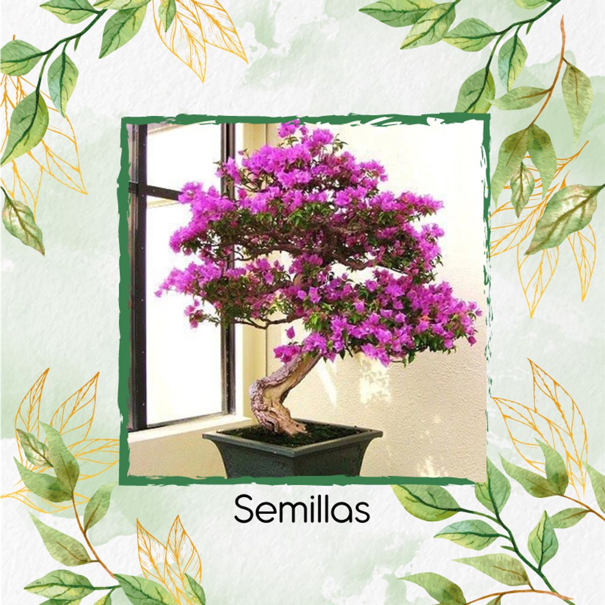 GENERICO - 400 Semillas Orgánicas De Bonsái Casco De Vaca