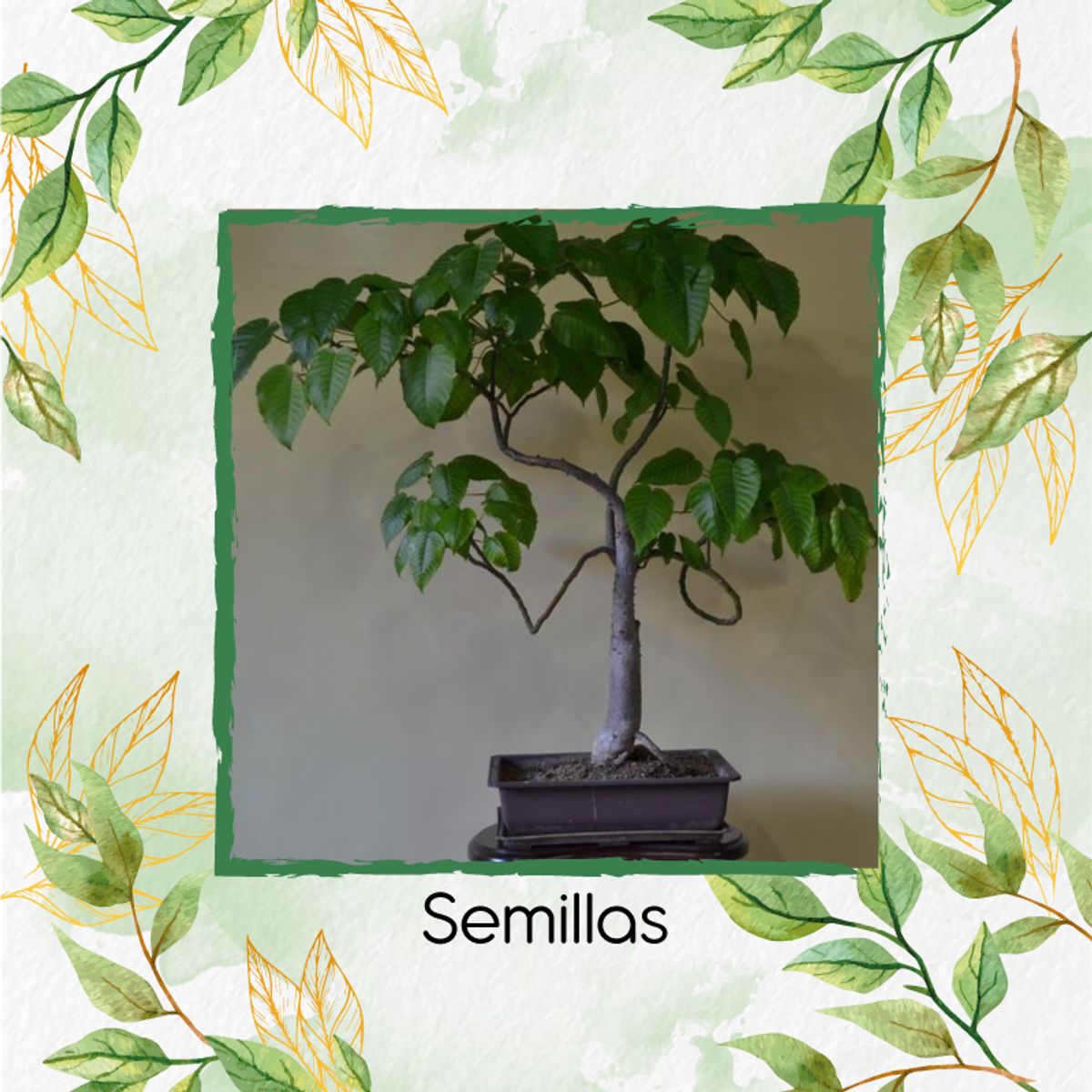 GENERICO - 30 Semillas Orgánicas De Bonsái Ceiba Amarilla