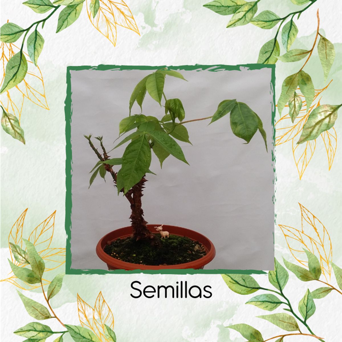 GENERICO - 40 Semillas Orgánicas De Bonsái Ceiba Bonga