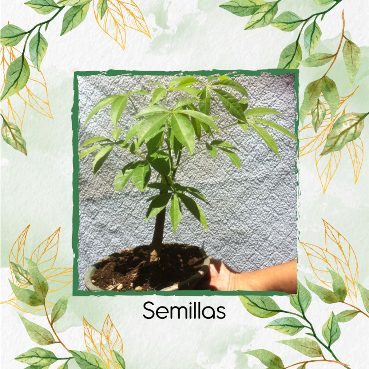 GENERICO - 800 Semillas Orgánicas De Bonsái Ceiba Bonga