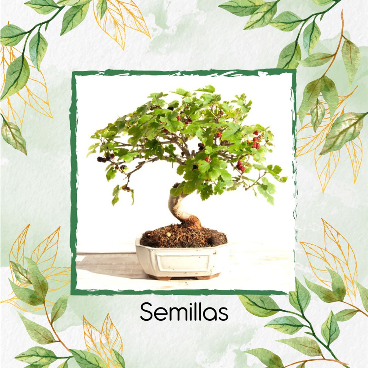 GENERICO - 200 Semillas Orgánicas De Bonsái Dinde Mora