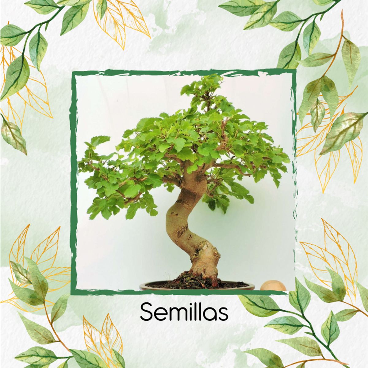 GENERICO - 200 Semillas Orgánicas De Bonsái Dinde Mora