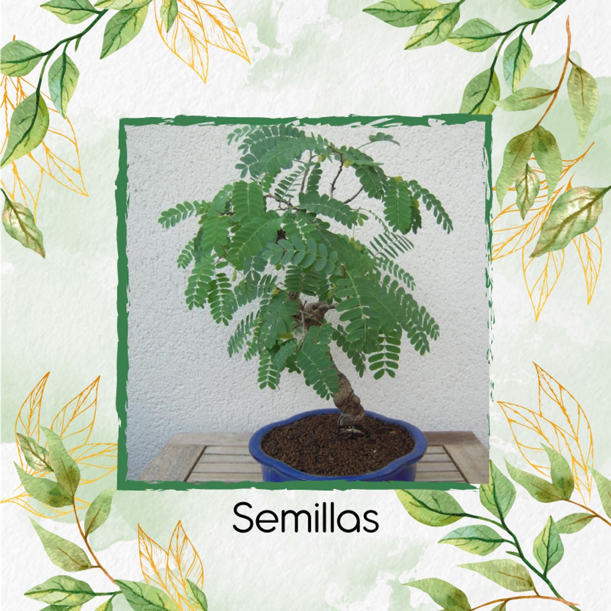 GENERICO - 60 Semillas Orgánicas De Bonsái Dividivi