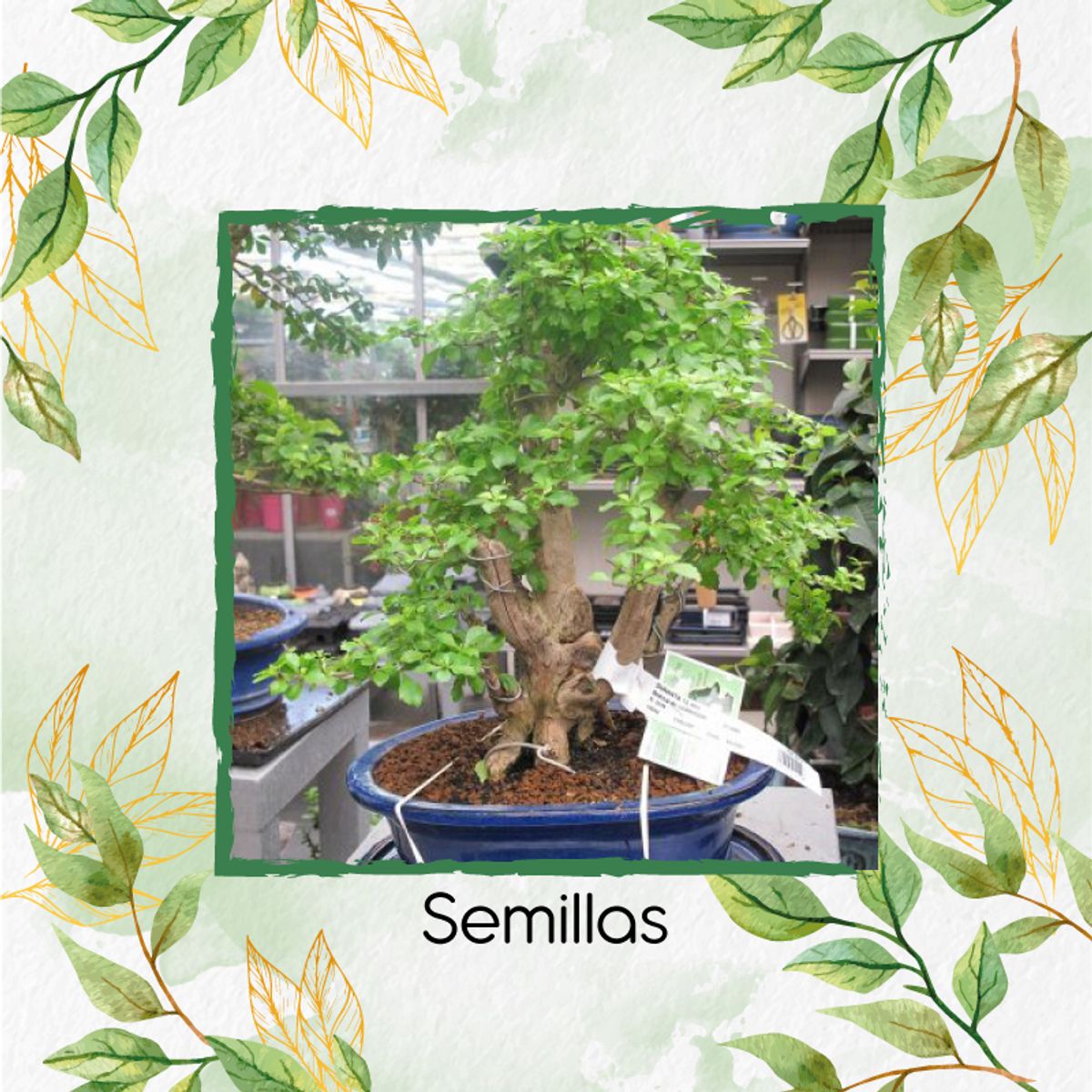 GENERICO - 140 Semillas Orgánicas De Bonsái Espino
