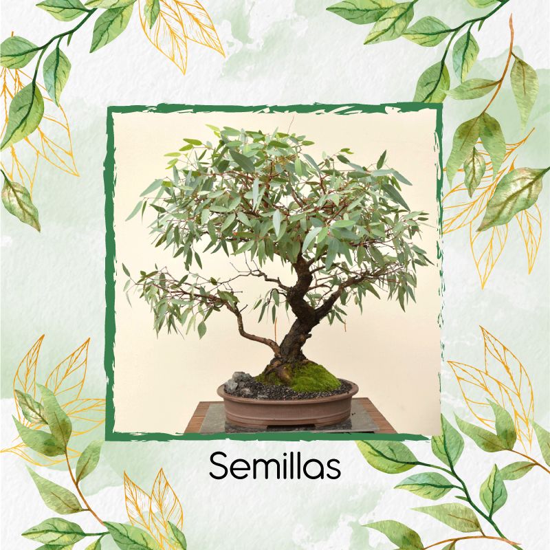 GENERICO - 400 Semillas Orgánicas De Bonsái Eucalipto