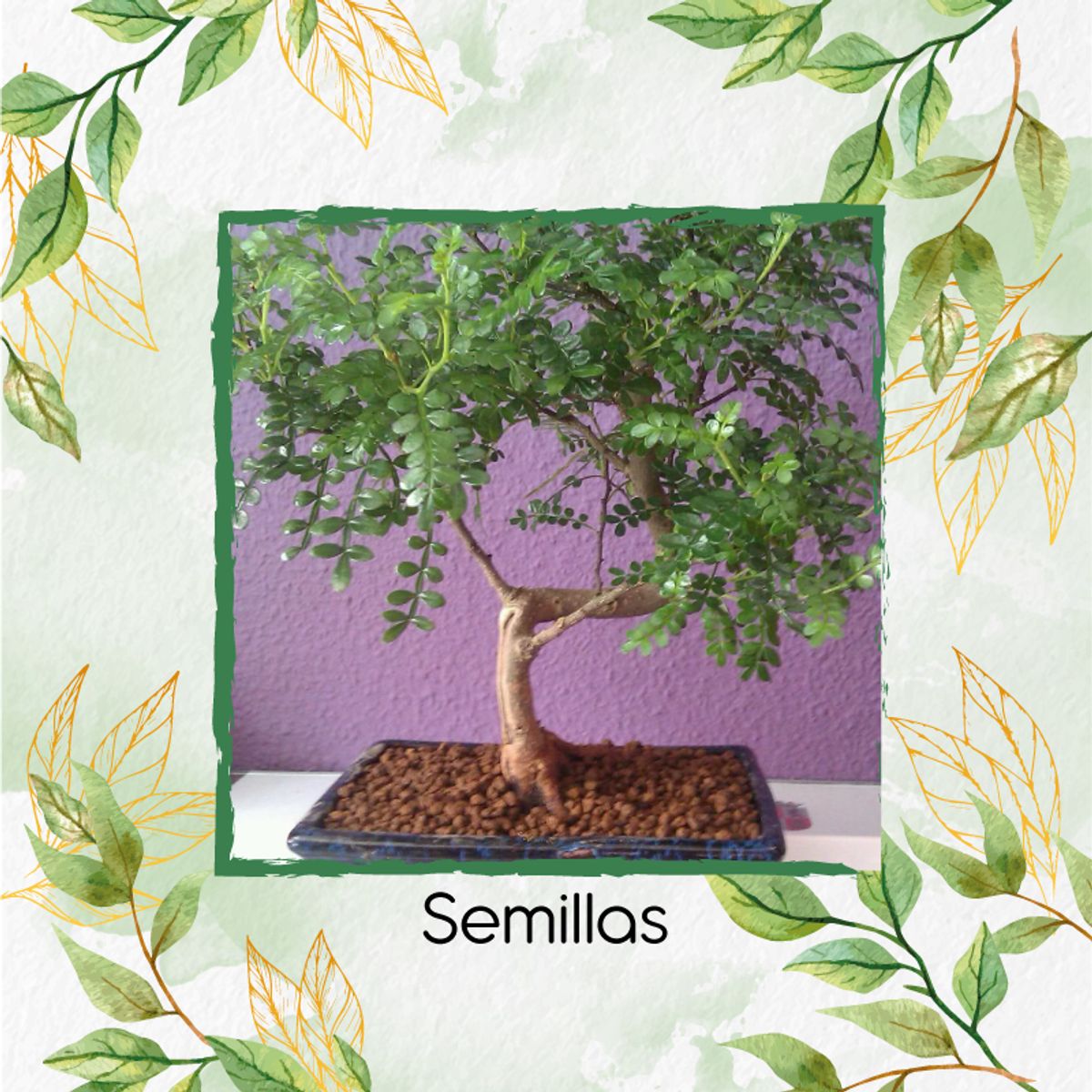 GENERICO - 25 Semillas Orgánicas De Bonsái Falso Pimiento
