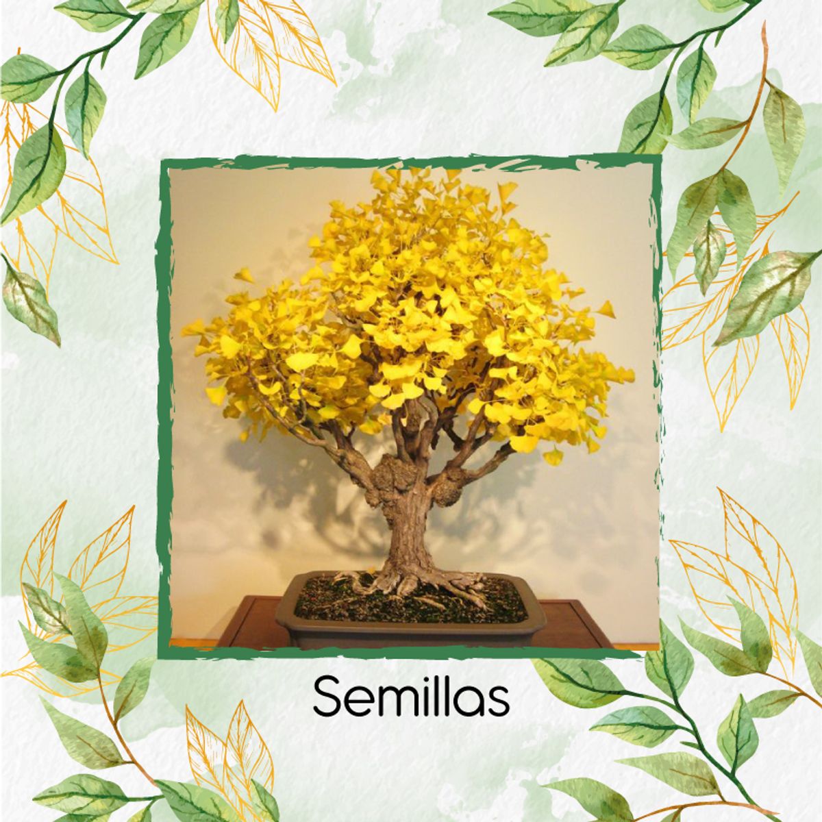 GENERICO - 200 Semillas Orgánicas De Bonsái Guayacán Amarillo