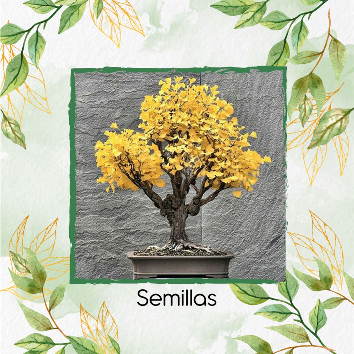 GENERICO - 200 Semillas Orgánicas De Bonsái Guayacán Amarillo