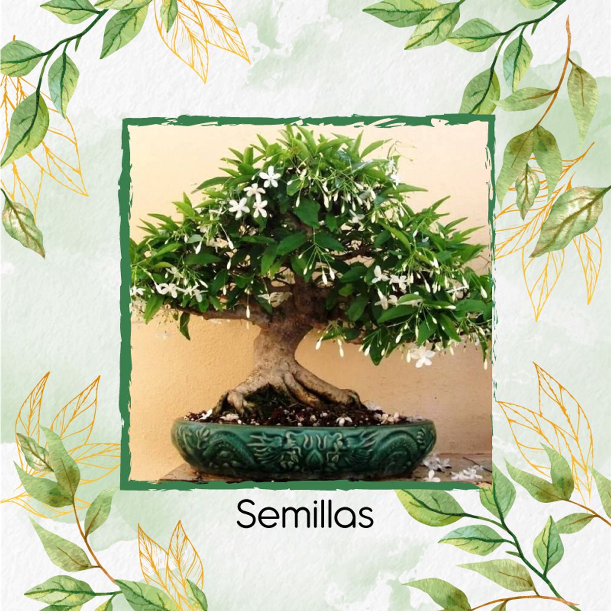 GENERICO - 1.500 Semillas Orgánicas De Bonsái Jazmín Huesito