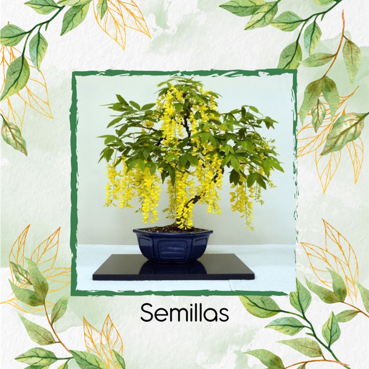 GENERICO - 13 Semillas Orgánicas De Bonsái Lluvia De Oro