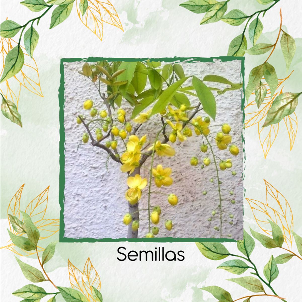 GENERICO - 13 Semillas Orgánicas De Bonsái Lluvia De Oro