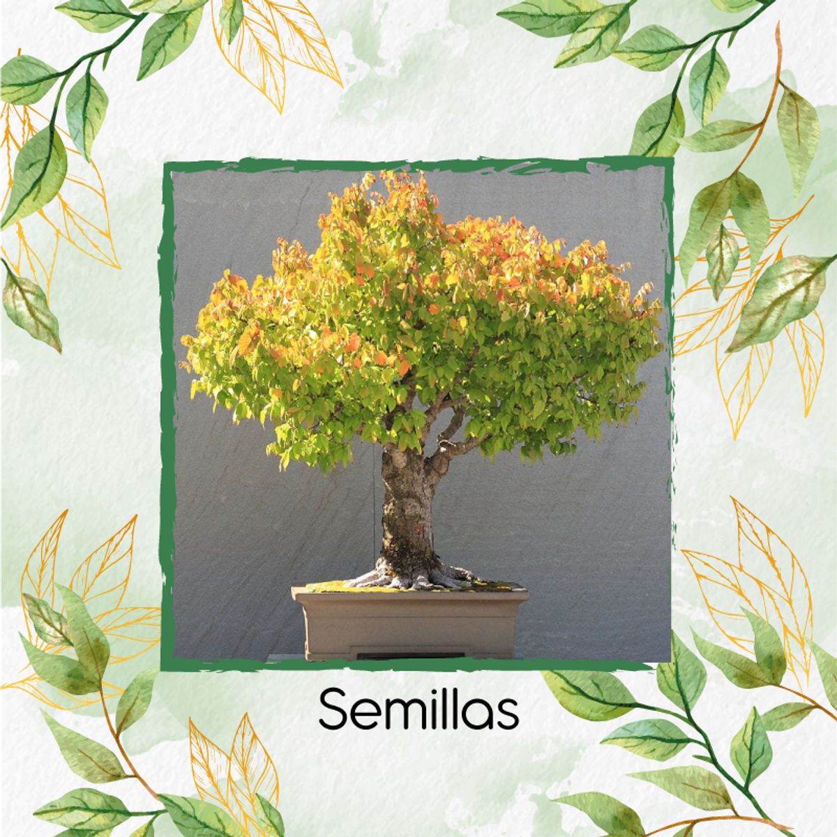 GENERICO - 20 Semillas Orgánicas De Bonsái Matarratón