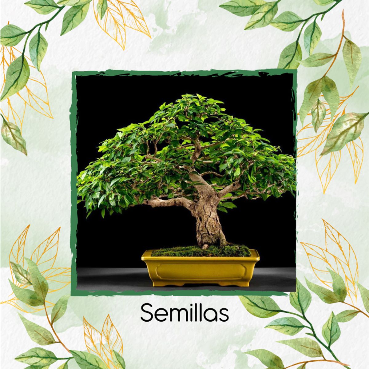 GENERICO - 5 Semillas Orgánicas De Bonsái Melina