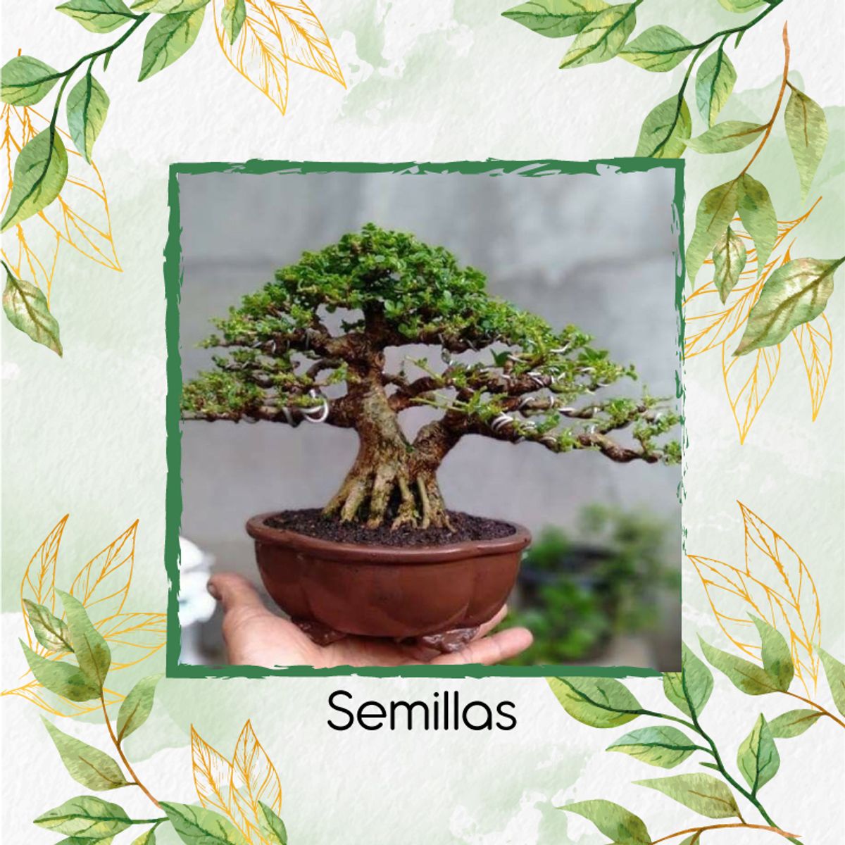 GENERICO - 10 Semillas Orgánicas De Bonsái Melina