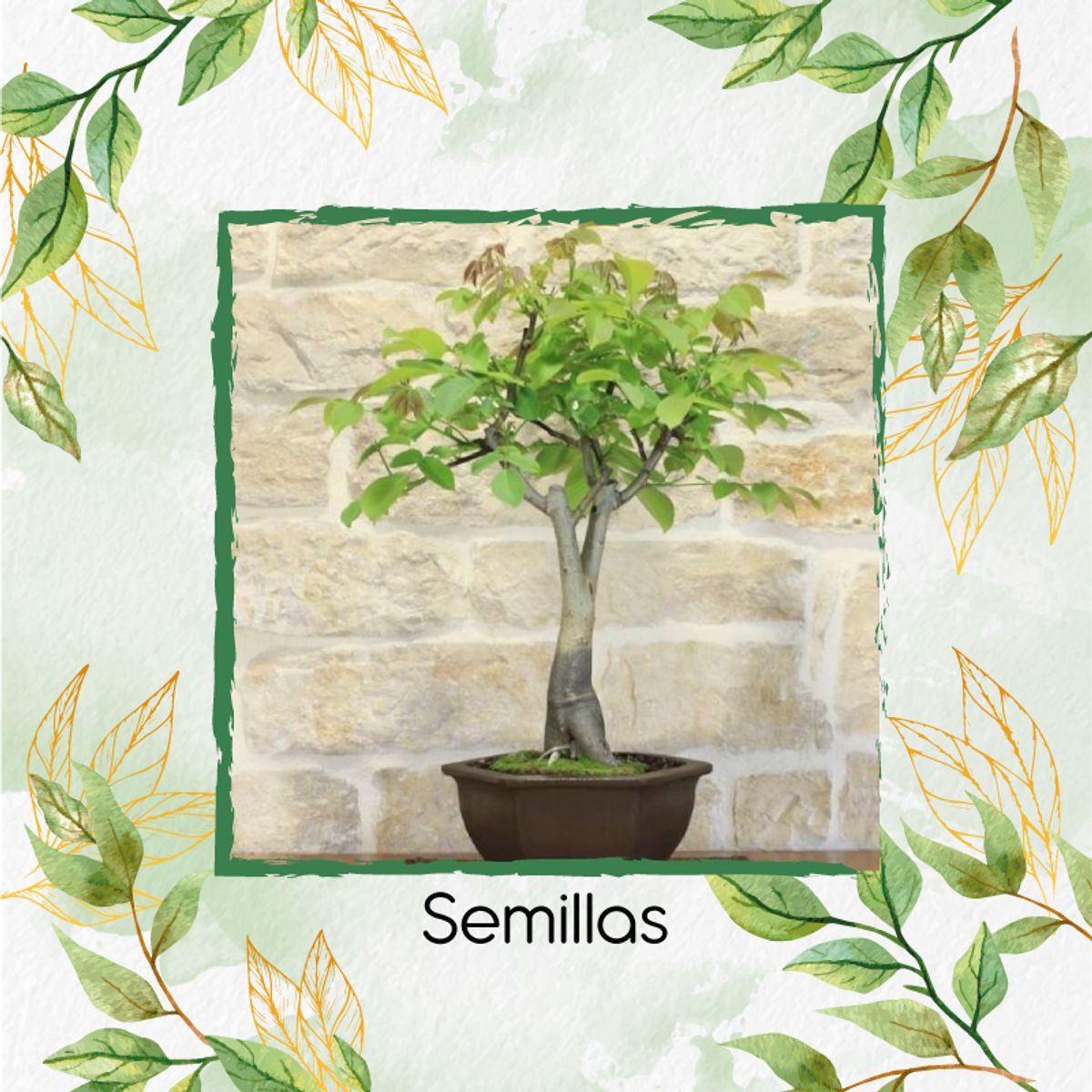 GENERICO - 100 Semillas Orgánicas De Bonsái Nogal Cafetero