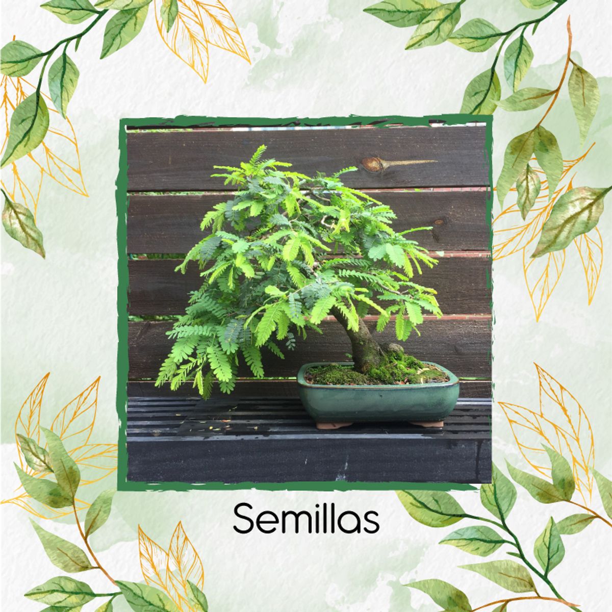 GENERICO - 5 Semillas Orgánicas De Bonsái Orejero