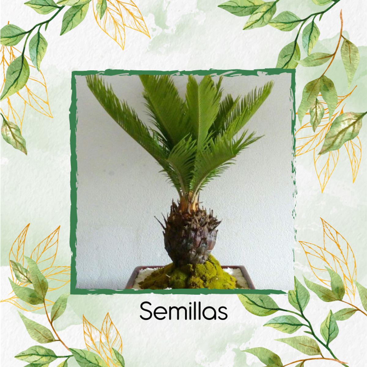 GENERICO - 100 Semillas Orgánicas De Bonsái Palma Canariensis